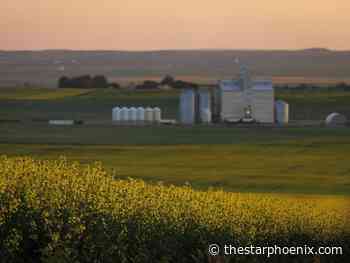 'It's just bad news': Prairie canola producers brace for 'devastating' tariffs from China