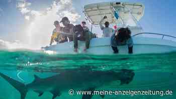 Hammerhaie werden auf den Bahamas zu Stubenhockern
