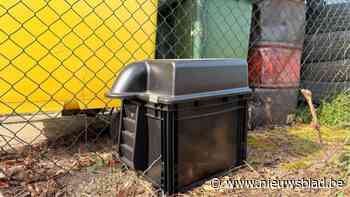 Ratten vangen zonder gif: “Door het regenjaar vorig jaar steeg het aantal meldingen van ratten”