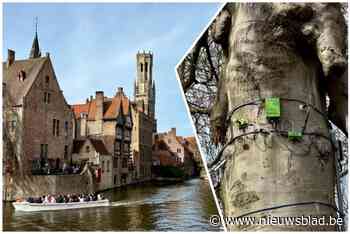 Van sensoren op bomen tot hergebruik van dertiende-eeuwse buizen: Brugge investeert 6 miljoen euro in slimmer waterbeheer