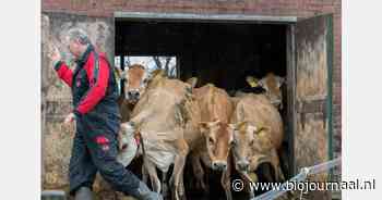 Koeiendans in Spankeren