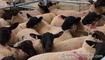 Red meat levy rates in Wales set to see increase of 3.3%