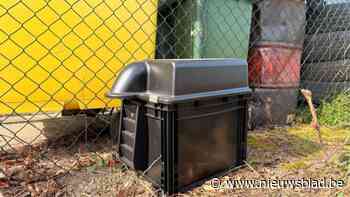 Ratten vangen zonder gif: “Door het regenjaar vorig jaar steeg het aantal meldingen”