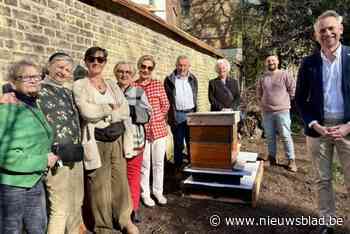 ‘Vergeten tuin’ in Begijnhof krijgt bijenkast: “Sluit perfect aan bij de traditie”