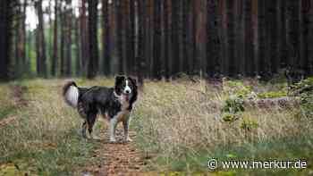 Gefahr im Wald: Dürfen Jäger frei laufende Hunde erschießen?