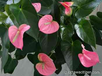 City gardener: Welcome spring with flowering plants 