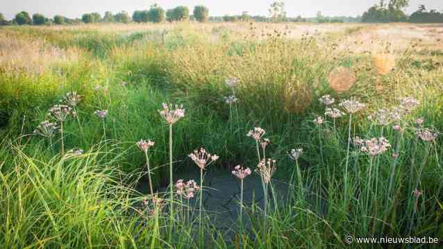 Mechelen krijgt grootste urban wetland van Vlaanderen: bedrijven gezocht voor laatste investeringsronde