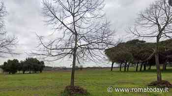 Uomo trovato impiccato nel parco