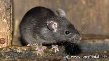 Nager-Plage: In Hamburg wurden 2024 besonders viele Ratten gemeldet