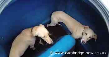 Police find dogs hidden in water butt during pursuit of hare coursers in Cambridgeshire