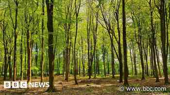 New national forest to see 20m trees planted