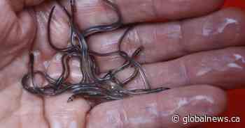 As elver fishery season set to launch, N.S. First Nation rejects federal rules