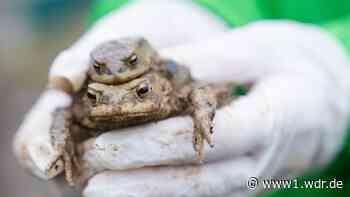 Frühlingswetter: Viele Kröten am Wochenede unterwegs