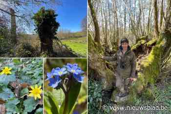 OP LENTESAFARI. Met boswachter Erwin (44) langs de voorjaarsklassiekers van Heuvelland: “Hun kleuren maken de lente hier erg speciaal”