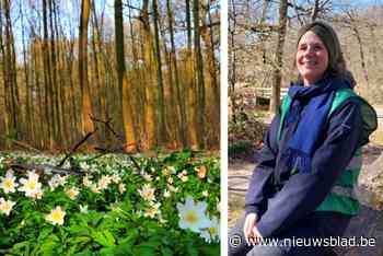 OP LENTESAFARI. Op stap in het Zoniënwoud: “Bomen als pilaren van een gotische kathedraal”