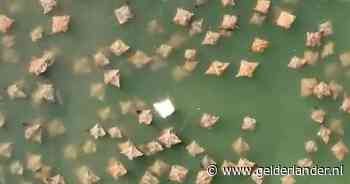 KIJK | Drone filmt zeldzame albinopijlstaartrog