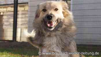 Tierheim Peine: Lilou sucht ihr Für-immer-Zuhause