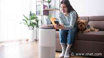 What's Better for Allergies: A Humidifier or an Air Purifier?