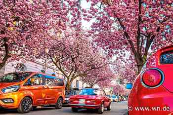 An diesen Orten im Münsterland blühen Kirschblüten