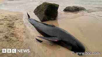 Twice stranded whale in Cornwall found dead