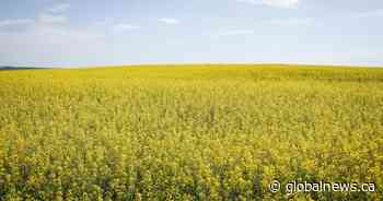 ‘Uncertainty always lowers the price’: Tariffs a burden on prairie canola farmers