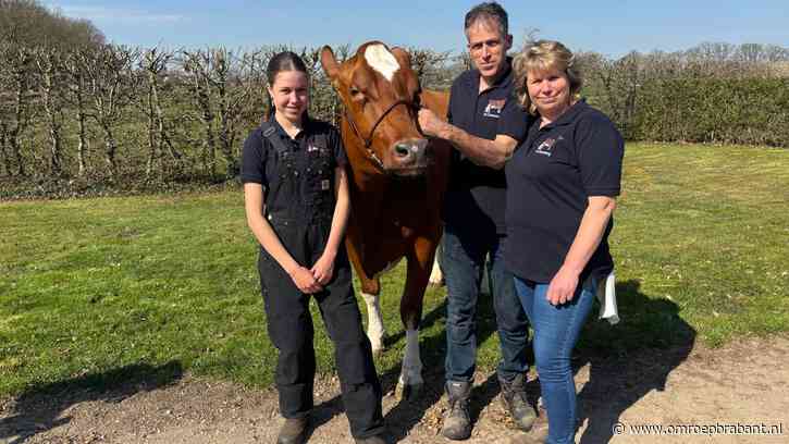 De beste koe van het land kan zomaar uit Brabant komen