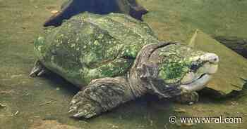 North Carolina Zoo mourns loss of Maximus the turtle, who lived at least 100 years