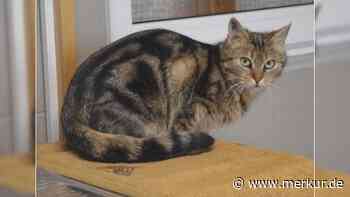 „Leider handelt es sich hierbei nicht um ein Einzelschicksal“: Tierheim sucht Zuhause für junge Katze