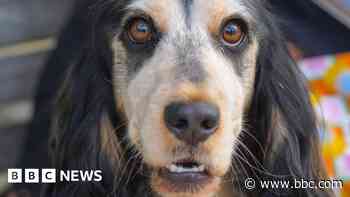 Dogs to be allowed on trams after public support