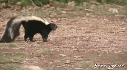 Clovis skunk first rabies case of the year