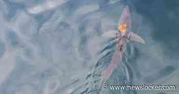 Unieke ontdekking: octopus klampt zich vast aan haai