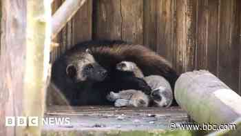 'Adorable' wolverines born at zoo