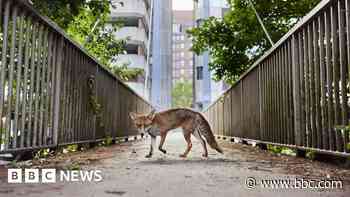 The West's best places to live and a photogenic fox