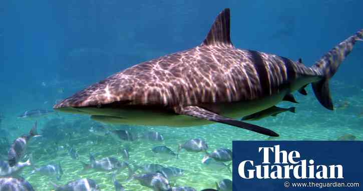 ‘They’re smart now’: Australian fishers are on tenterhooks over shark encounters. Should swimmers be worried?