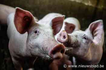 Stikstofuitstoot in Vlaanderen fors gedaald dankzij groenere wagens en minder varkens
