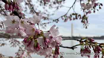 Despite cuts to National Park Service, visitors expected to flock to Washington, DC, for cherry blossom bloom