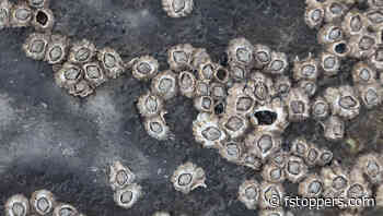 Essential Tips for Capturing Small-Scale Landscapes