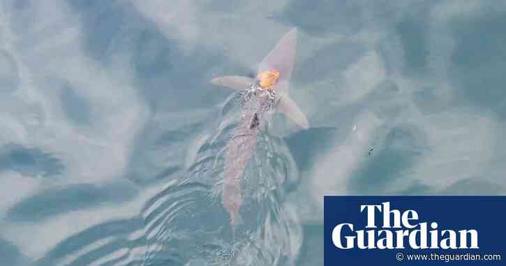 Octopus jumps shark and goes for a ride on its back
