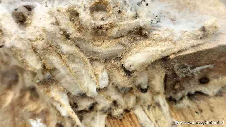 Wie doet zoiets? Frans heeft wel een idee