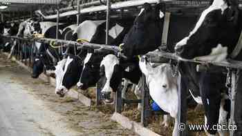 How Trump uses disinformation in his trade war with Canada