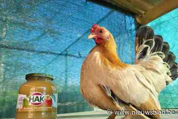 Afvalintercommunale Mirom gaat opnieuw op zoek naar de knapste kip