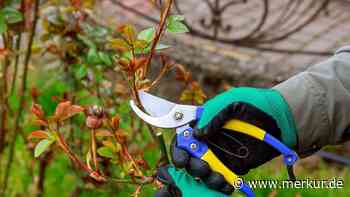 Kletterrosen richtig schneiden: Tipps für prächtige Blüten