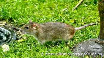 Mäuse übertragen Hantavirus – Gartenarbeit birgt Risiko