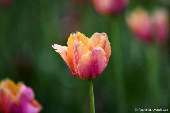 The five senses of spring: How climate change is shaping our experience of the season