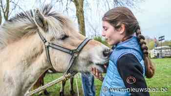 Steeds minder paardenhandel, maar des te meer show: Kuringen overrompeld voor 783ste Paardenmarkt