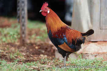 Hawaii’s feral fowl continue ruffling feathers