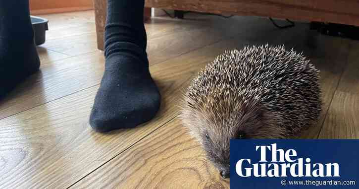Young country diary: A spiky surprise for the whole family | Robin