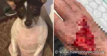 Staffie which killed pensioner’s Jack Russell in Charlton to be put down