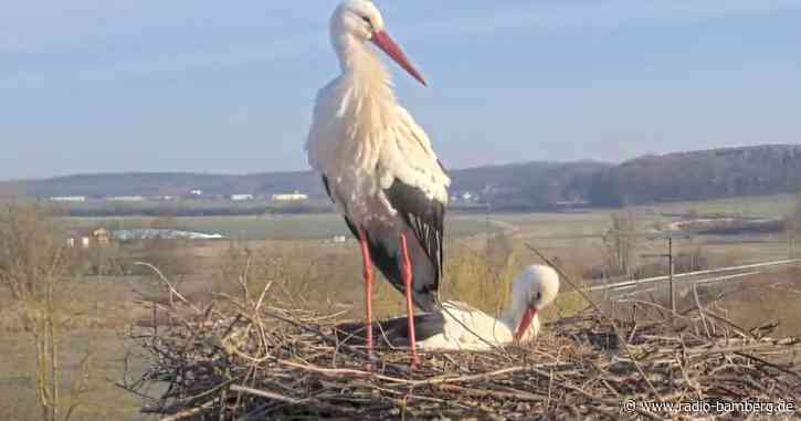 Pünktlich zum Frühlingsanfang: Die Störche sind zurück am Bauernmuseum Bamberger Land