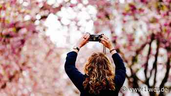Bonn, Essen, Düsseldorf: Wo blüht 2025 die Kirschblüte?
